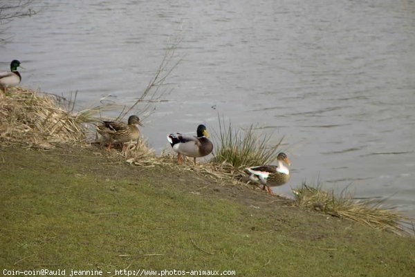 Photo de Canard