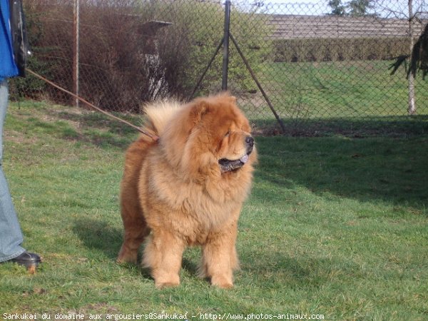 Photo de Chow chow