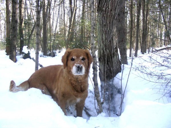 Photo de Golden retriever