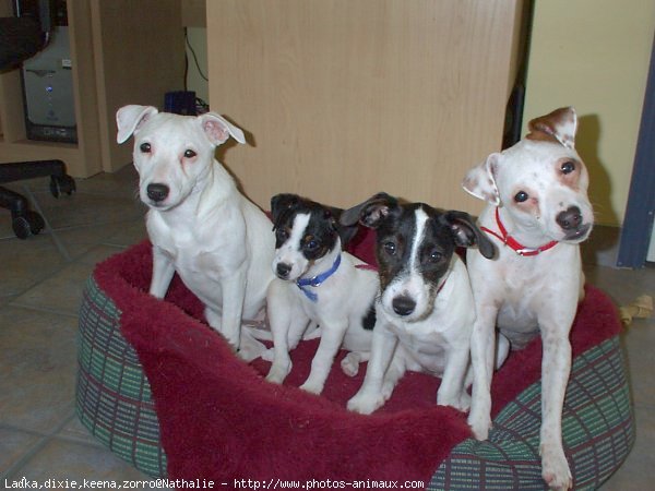 Photo de Jack russell terrier