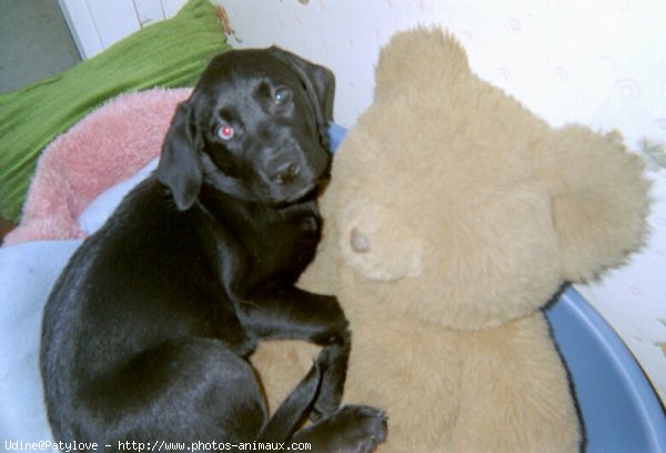 Photo de Labrador retriever