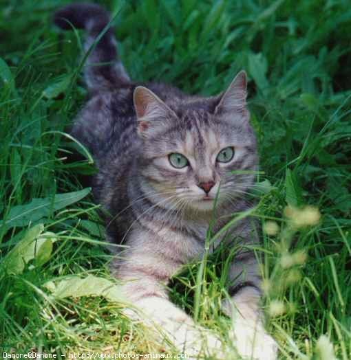 Photo de Chat domestique