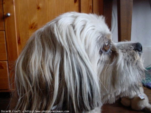 Photo de Lhassa apso