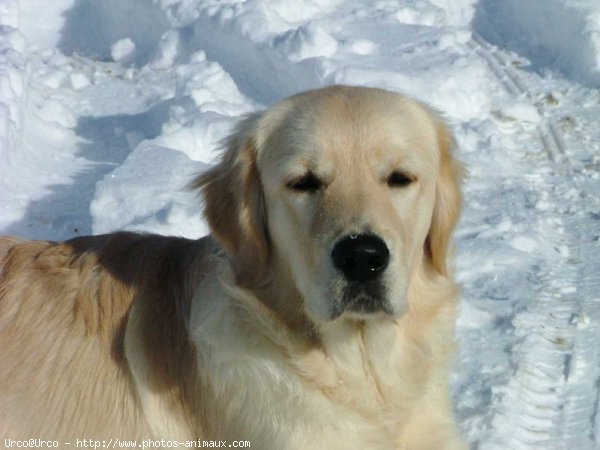 Photo de Golden retriever