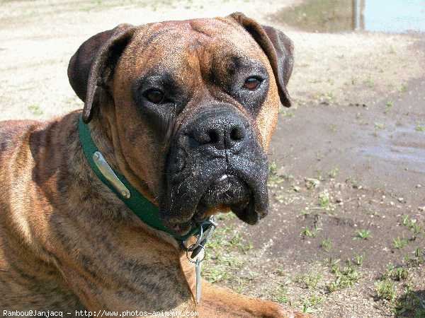 Photo de Boxer