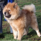 Photo de Chow chow