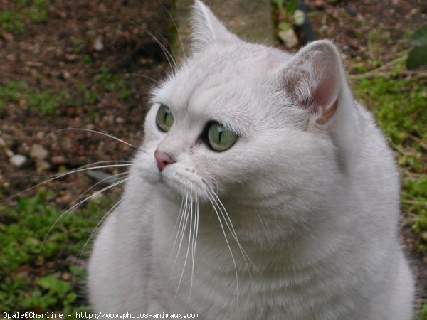 Photo de British shorthair