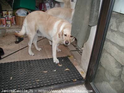 Photo de Labrador retriever