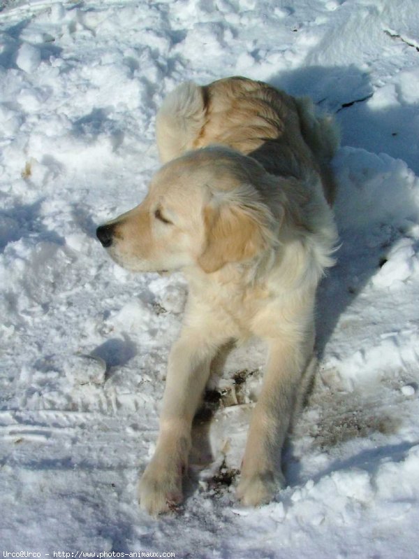 Photo de Golden retriever