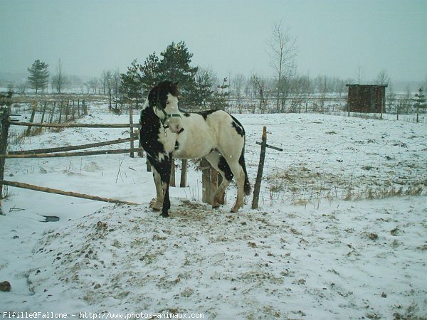 Photo de Paint horse