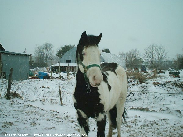 Photo de Paint horse