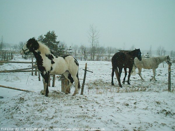 Photo de Races diffrentes