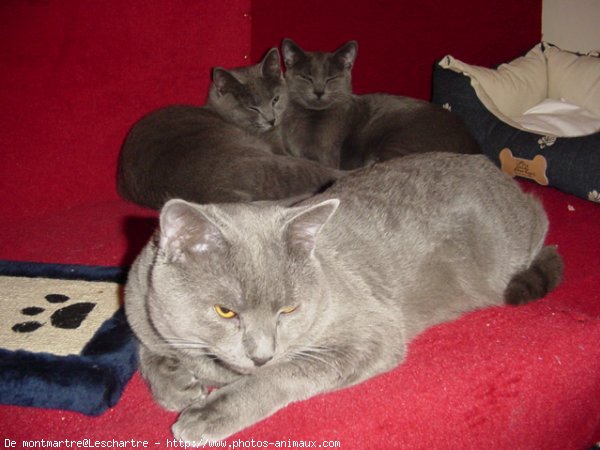 Photo de Chartreux