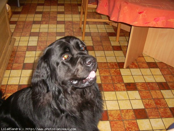 Photo de Chien de terre-neuve