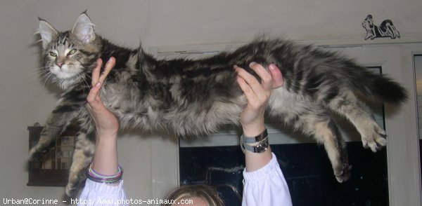 Photo de Maine coon