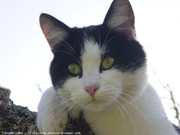 Photo de Chat domestique