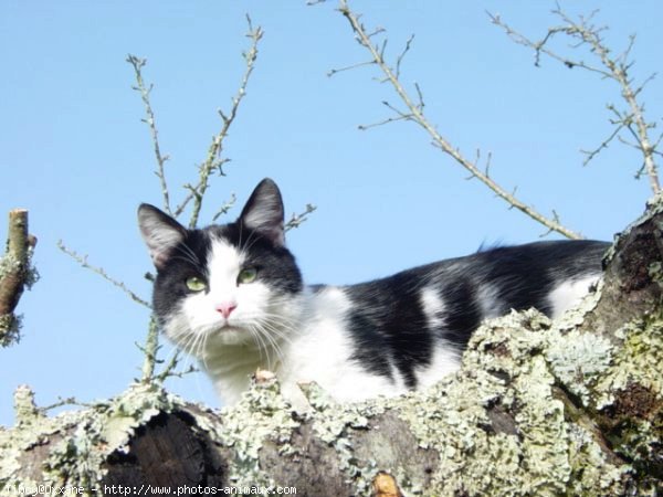 Photo de Chat domestique