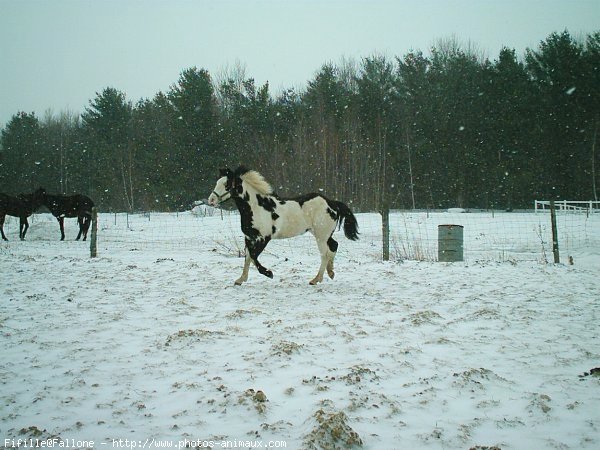 Photo de Paint horse