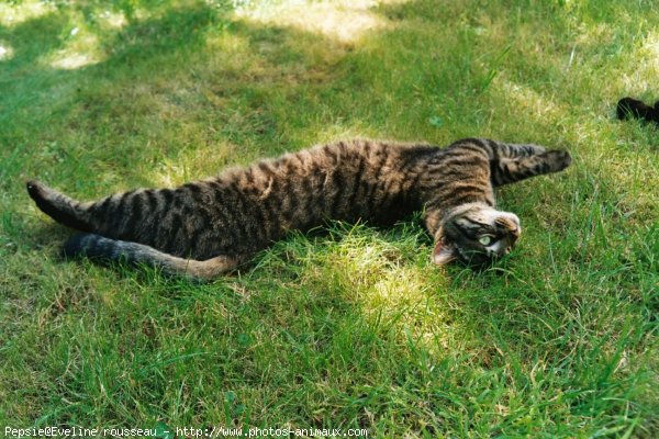 Photo de Chat domestique