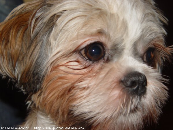 Photo de Shih tzu