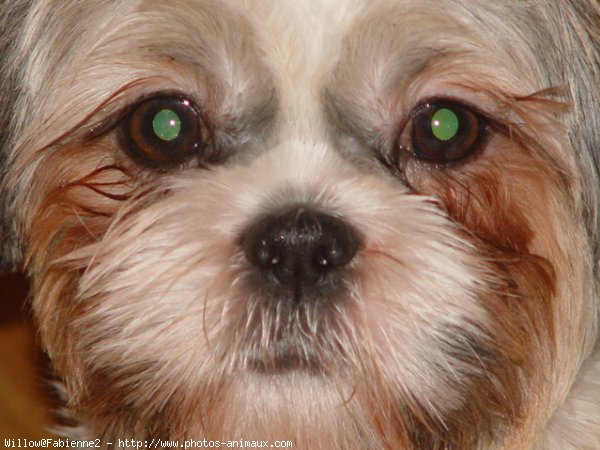 Photo de Shih tzu