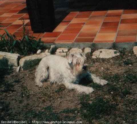 Photo de Schnauzer gant