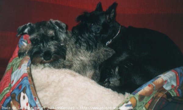 Photo de Schnauzer gant