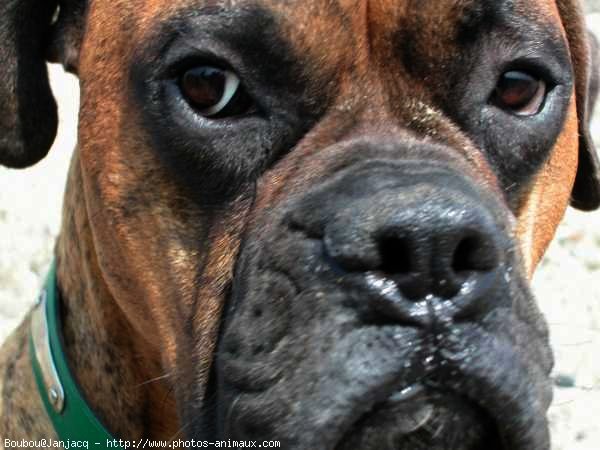 Photo de Boxer