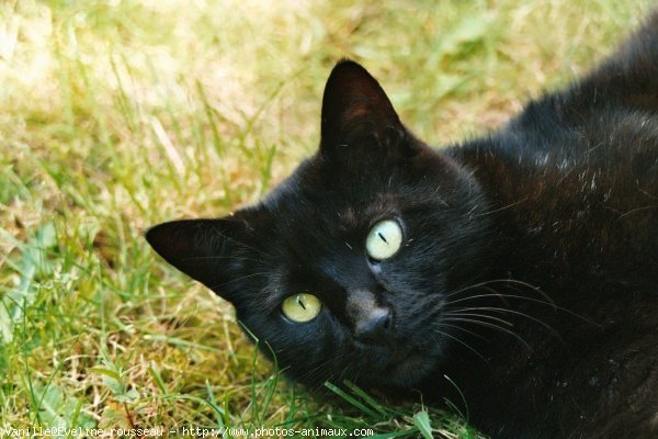 Photo de Chat domestique