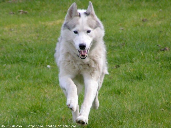 Photo de Husky siberien