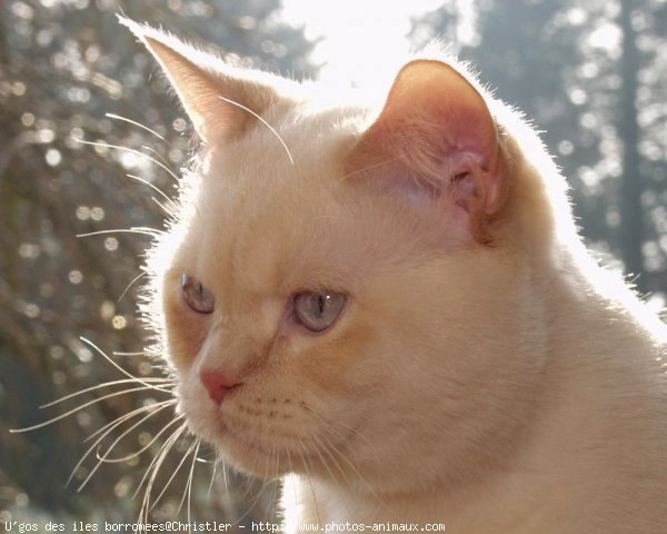 Photo de British shorthair