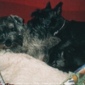 Photo de Schnauzer gant