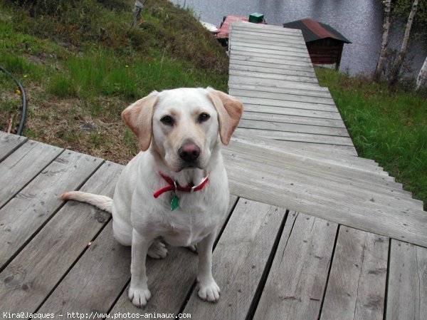 Photo de Labrador retriever