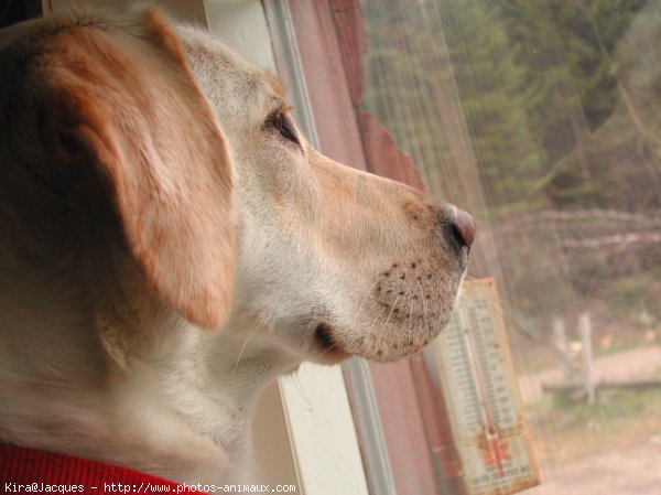 Photo de Labrador retriever