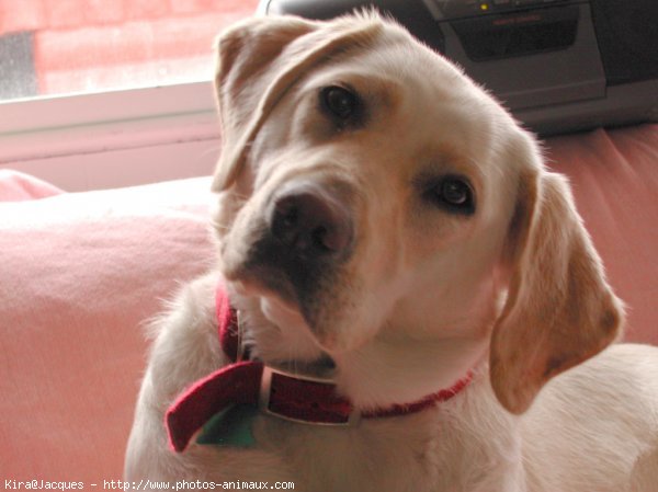 Photo de Labrador retriever