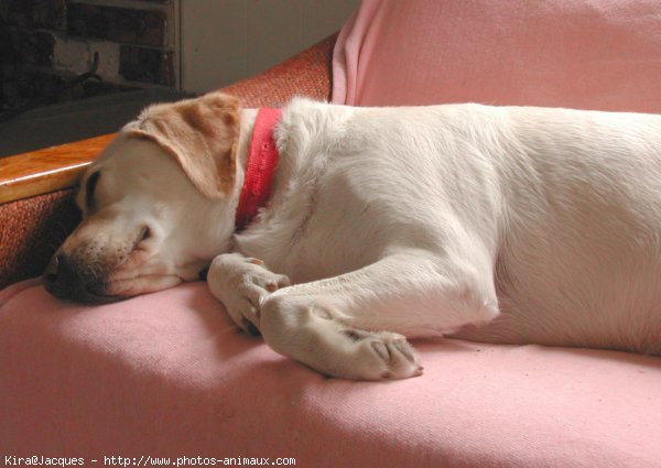 Photo de Labrador retriever