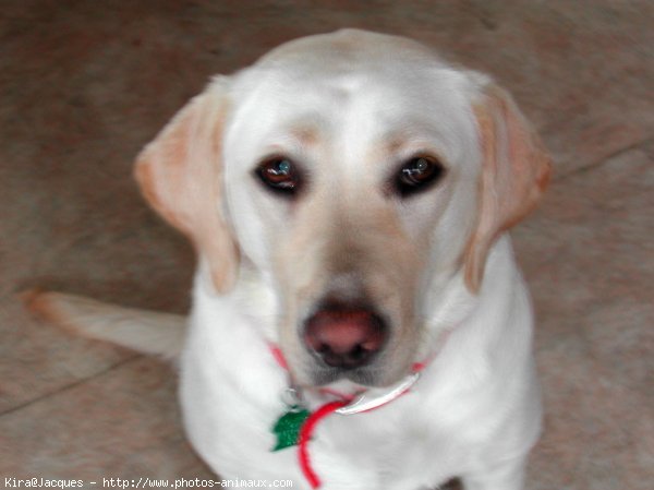 Photo de Labrador retriever