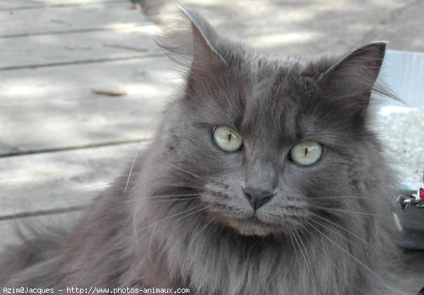 Photo de Chat domestique