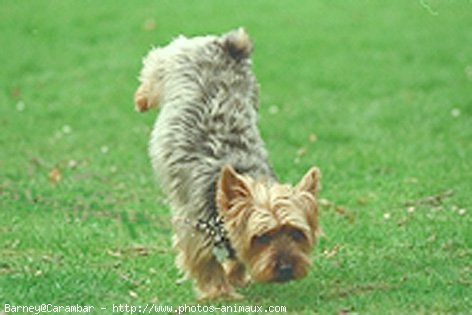 Photo de Yorkshire terrier