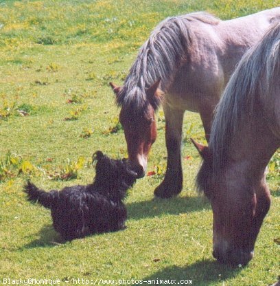 Photo de Scottish terrier