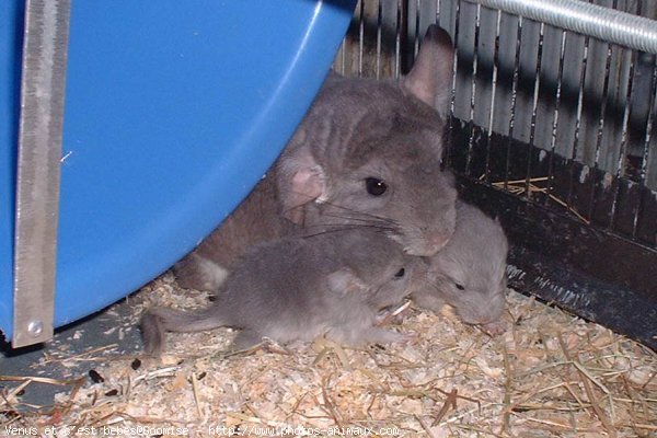 Photo de Chinchilla