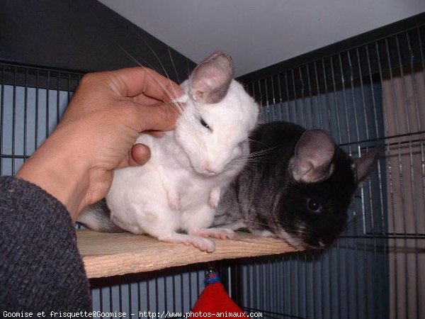 Photo de Chinchilla