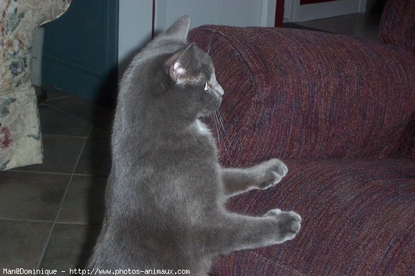 Photo de Chartreux