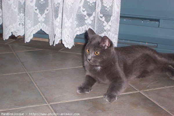 Photo de Chartreux