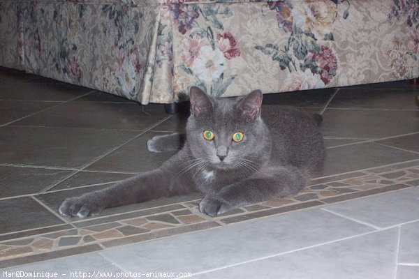 Photo de Chartreux