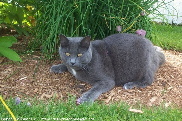 Photo de Chartreux