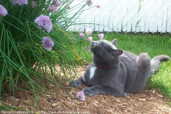 Photo de Chartreux