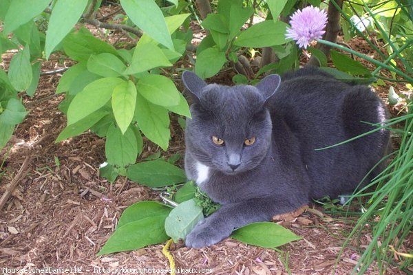 Photo de Chartreux