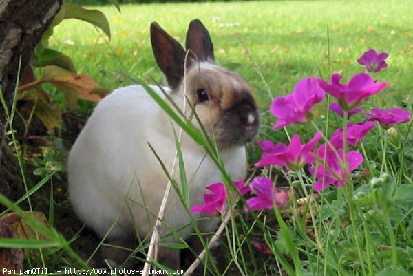 Photo de Lapin