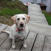 Photo de Labrador retriever